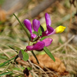 Foto von Besonderheit Polygala chamaebuxus