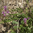 Habitusfoto Polygala comosa