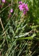 Habitusfoto Polygala vulgaris