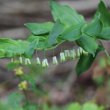 Blütenfoto Polygonatum multiflorum