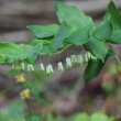 Blütenfoto Polygonatum multiflorum