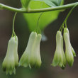 Portraitfoto Polygonatum multiflorum