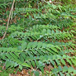 Habitusfoto Polygonatum multiflorum