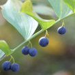 Fruchtfoto Polygonatum odoratum