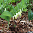 Habitusfoto Polygonatum odoratum