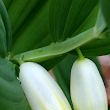 Stängel-/Stammfoto Polygonatum odoratum