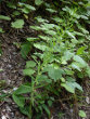 Habitusfoto Polygonatum verticillatum