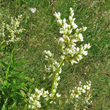 Portraitfoto Polygonum alpinum