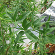 Blätterfoto Polygonum alpinum