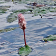 Portraitfoto Polygonum amphibium