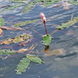 Habitusfoto Polygonum amphibium