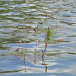 Foto von Besonderheit Polygonum amphibium