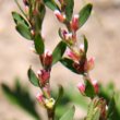 Portraitfoto Polygonum aviculare