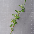 Blätterfoto Polygonum aviculare