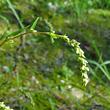 Portraitfoto Polygonum hydropiper