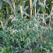 Habitusfoto Polygonum lapathifolium