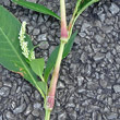 Stängel-/Stammfoto Polygonum lapathifolium