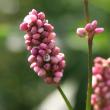 Portraitfoto Polygonum lapathifolium