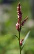 Blütenfoto Polygonum lapathifolium