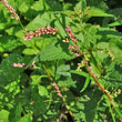 Portraitfoto Polygonum minus