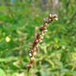 Blütenfoto Polygonum minus