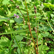 Stängel-/Stammfoto Polygonum minus