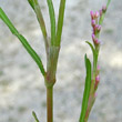 Foto von Besonderheit Polygonum minus