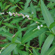 Blütenfoto Polygonum mite