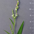Foto Kelch Polygonum mite