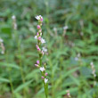 Foto von Besonderheit Polygonum mite