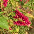 Blütenfoto Polygonum orientale