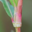 Foto von Besonderheit Polygonum persicaria