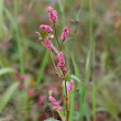 Blütenfoto Polygonum persicaria