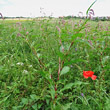 Habitusfoto Polygonum persicaria