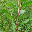 Stängel-/Stammfoto Polygonum persicaria