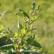 Blütenfoto Polygonum polystachyum