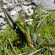 Blütenfoto Polygonum viviparum