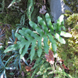 Portraitfoto Polypodium cambricum