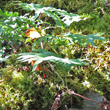 Stängel-/Stammfoto Polypodium cambricum