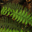 Portraitfoto Polystichum aculeatum