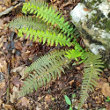 Habitusfoto Polystichum aculeatum