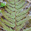 Blütenfoto Polystichum aculeatum