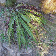 Habitusfoto Polystichum lonchitis