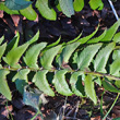 Portraitfoto Polystichum lonchitis