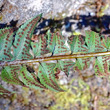 Foto von Besonderheit Polystichum lonchitis