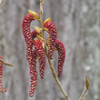 Portraitfoto Populus nigra