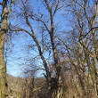 Habitusfoto Populus nigra