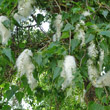 Fruchtfoto Populus nigra