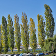 Portraitfoto Populus nigra subsp. pyramidalis