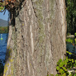 Foto von Besonderheit Populus nigra subsp. pyramidalis